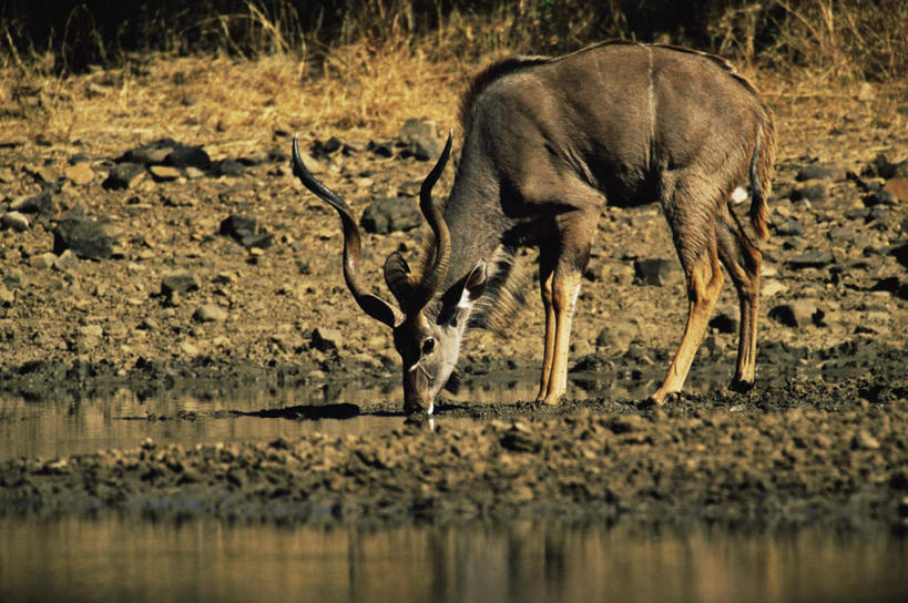 无人,站,吃,横图,室外,白天,侧面,旅游,度假,河流,美景,水,植物,野生动物,羊,非洲,阴影,枯萎,光线,羚羊,影子,河水,景观,水流,枯草,注视,娱乐,草,一只,黄色,倒影,阳光,自然,动物,观察,看,站着,享受,休闲,景色,放松,可爱,活泼,观看,察看,倒映,关注,自然风光,长角羚,阿非利加洲,反照,白长角羚,嚼,食,站立,彩图,全身