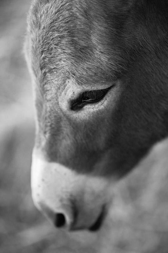 头,无人,竖图,黑白,室外,特写,白天,侧面,一头,朦胧,模糊,注视,一只,动物,观察,看,家畜,牲畜,观看,察看,关注,驴,驴子,头部,半身