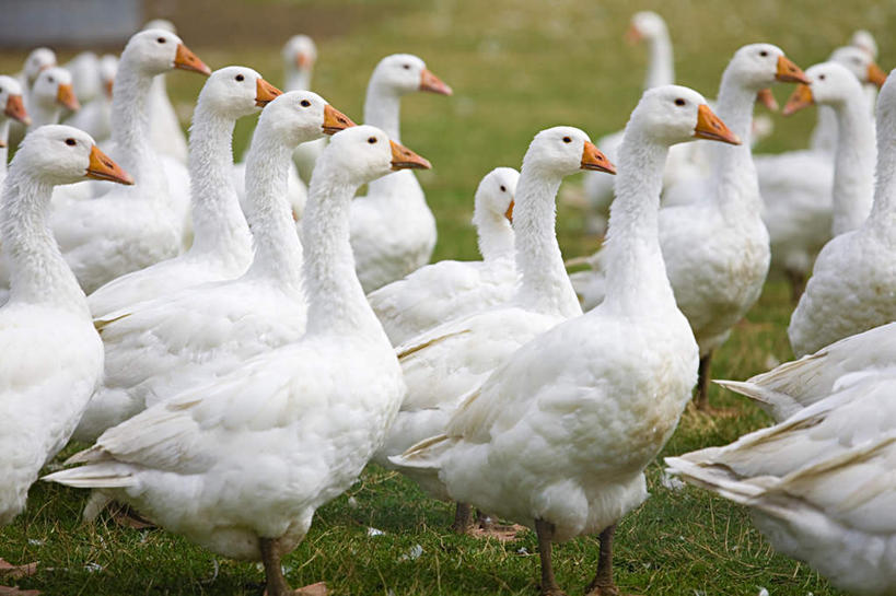 无人,农场,站,横图,室外,白天,侧面,畜牧业,牧场,草地,草坪,植物,鸟,野生动物,天鹅,一群,许多,鸟类,很多,注视,草,绿色,白色,动物,观察,看,站着,可爱,观看,察看,关注,畜牧,牧业,鹄,站立,半身,彩图