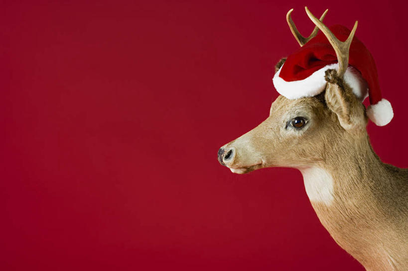 无人,站,横图,室内,特写,白天,正面,幸福,哺乳动物,鹿,野生动物,静物,帽子,红色背景,注视,一只,红色,动物,观察,看,站着,圣诞帽,可爱,摄影,活泼,影棚,观看,吉祥,察看,关注,进取,角鹿,棉帽,驯鹿,站立,半身,彩图,影棚拍摄,拍摄