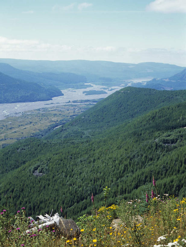 无人,竖图,俯视,航拍,室外,白天,旅游,度假,花海,花圃,石头,美景,森林,山,山脉,树林,植物,叶子,华盛顿,美国,阴影,盛开,光线,石子,影子,景观,山峰,云,云朵,山峦,花蕾,云彩,娱乐,花,花瓣,花朵,花卉,鲜花,树,树木,蓝色,绿色,白云,蓝天,天空,阳光,自然,花丛,花束,花田,群山,天,花苞,花蕊,享受,休闲,景色,放松,生长,晴朗,成长,北美,北美洲,鸟瞰,自然风光,美洲,华盛顿州,沉积岩,常绿之州,常青州,北亚美利加洲,亚美利加洲,圣海伦斯火山,圣海伦斯火山国家纪念碑,喀斯喀特山脉,水成岩,石块,岩石,晴空,彩图,高角度拍摄