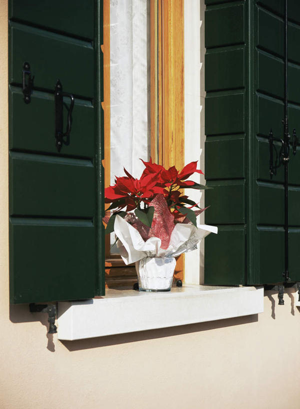 无人,家,竖图,室外,特写,白天,正面,度假,美景,窗户,城市风光,城市,花瓶,意大利,欧洲,威尼斯,盛开,陶瓷,百叶窗,房屋,墙,屋子,景观,圣诞红,一品红,陶瓷制品,花蕾,娱乐,楼房,墙壁,墙面,住宅,花,花瓣,花朵,鲜花,一个,白色,瓶子,花苞,花蕊,圣诞花,享受,休闲,景色,放松,猩猩木,单个,绿洲,南欧,意大利共和国,布拉诺岛,彩图,房子