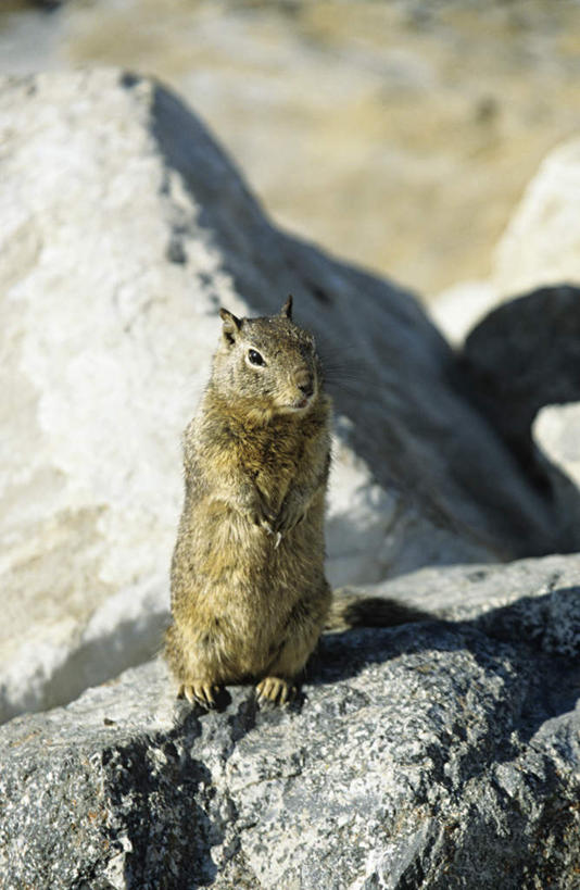 无人,站,竖图,室外,特写,白天,正面,旅游,度假,石头,美景,野生动物,美国,朦胧,模糊,石子,景观,注视,娱乐,一只,自然,动物,观察,看,站着,享受,休闲,景色,放松,观看,鼠,察看,北美,北美洲,犹他州,关注,自然风光,美洲,北亚美利加洲,亚美利加洲,犹他,蜂窝之州,蜂房州,栗鼠,龙猫,毛丝鼠,南美洲栗鼠,绒鼠,石块,岩石,站立,彩图,全身