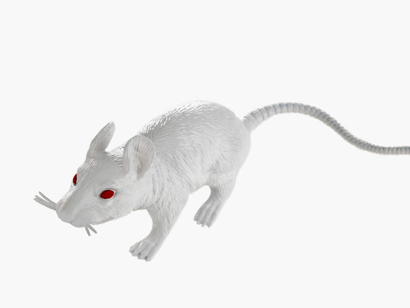 眼睛,无人,横图,室内,特写,白天,白色背景,正面,野生动物,老鼠,静物,细菌,一只,红色,动物,模型,摄影,影棚,病菌,传染,四害,耗子,彩图,全身,影棚拍摄,拍摄