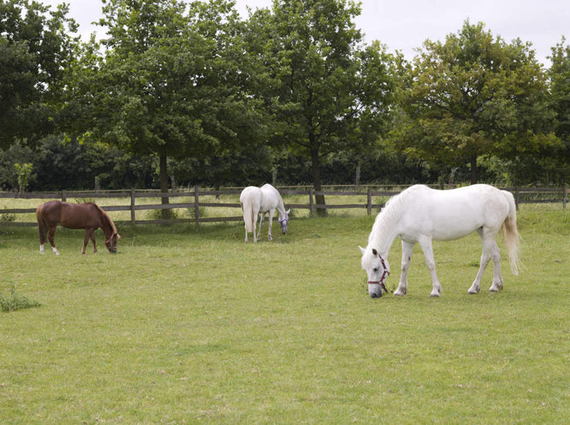 无人,农场,栏杆,吃,横图,室外,白天,侧面,旅游,度假,畜牧业,牧场,草地,草坪,美景,植物,马,野生动物,阴影,朦胧,模糊,光线,影子,栅栏,景观,篱笆,围栏,娱乐,护栏,草,树,树木,绿色,天空,阳光,自然,动物,天,低头,享受,休闲,景色,放松,运输,牲畜,生长,晴朗,成长,自然风光,三匹,畜牧,万里无云,牧业,垂头,晴空,晴空万里,嚼,食,彩图,全身