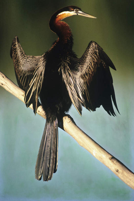 无人,站,竖图,室外,特写,白天,旅游,度假,湖,湖泊,美景,水,植物,鸟,非洲,伸展,张开,展翅,波纹,朦胧,模糊,翅膀,鸟类,湖面,景观,水流,水面,枝条,涟漪,注视,娱乐,树,树木,树枝,一只,背面,倒影,水纹,自然,波浪,湖水,观察,看,站着,享受,休闲,景色,放松,观看,察看,倒映,关注,自然风光,张开翅膀,水晕,阿非利加洲,蛇鹈,反照,虬枝,枝杈,展开翅膀,美洲蛇鹈,站立,彩图,全身