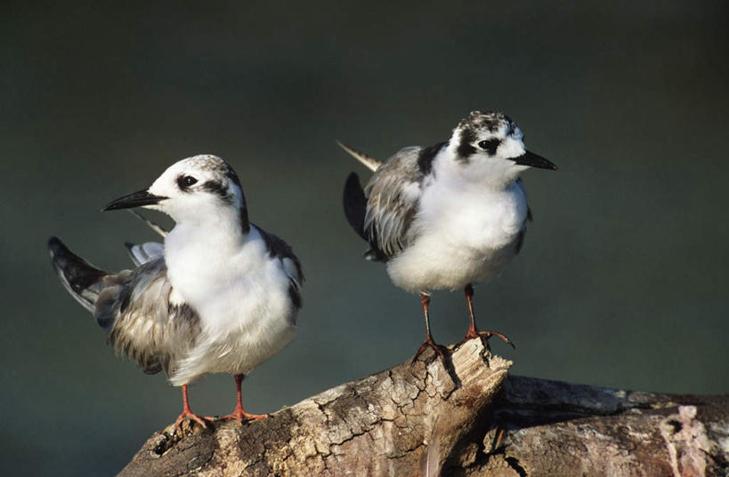 无人,站,横图,俯视,室外,特写,白天,旅游,度假,美景,植物,鸟,野生动物,朦胧,模糊,鸟类,燕鸥,景观,枝条,注视,娱乐,树,树木,树枝,自然,动物,观察,看,站着,两只,享受,休闲,景色,放松,可爱,活泼,观看,察看,关注,自然风光,虬枝,枝杈,站立,彩图,高角度拍摄,全身,益鸟