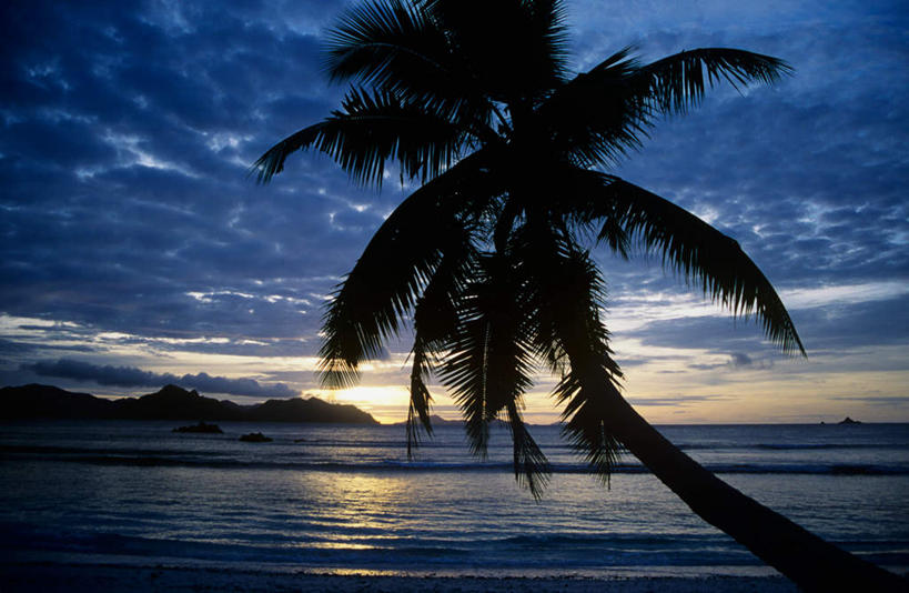 无人,横图,室外,白天,仰视,旅游,度假,海浪,海洋,美景,日落,植物,棕榈树,叶子,非洲,塞舌尔,景观,浪花,水平线,晚霞,霞光,落日,辽阔,绿叶,海平线,背光,娱乐,树,树木,绿色,自然,海水,黄昏,享受,休闲,广阔,嫩叶,景色,彩霞,放松,生长,成长,一望无际,自然风光,逆光,海景,棕榈叶,塞舌尔共和国,阿非利加洲,东非,无边无际,一马平川,夕照,普拉斯林岛,叶,叶片,大海,风浪,海,海水的波动,近岸浪,涌浪,夕阳,彩图,低角度拍摄,水天相接,水天一线,斜阳