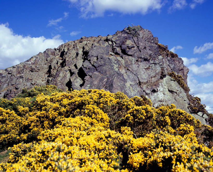 无人,横图,室外,白天,仰视,旅游,美景,山,山脉,树林,植物,英国,欧洲,阴影,盛开,光线,影子,景观,山峰,云,云朵,山峦,首都,花蕾,云彩,苏格兰,花,花瓣,花朵,鲜花,树,树木,蓝色,绿色,白云,蓝天,天空,阳光,自然,群山,天,花苞,花蕊,景色,生长,晴朗,成长,西欧,自然风光,大不列颠,大不列颠及北爱尔兰联合王国,首府,黄刺条,黄棘,黄雀花,酱瓣子,金雀花,锦鸡儿,生血草,土黄豆,阳雀花,一颗血,粘粘袜,大不列颠联合王国,日不落英帝国,苏格兰王国,爱丁堡,晴空,彩图,低角度拍摄,游览