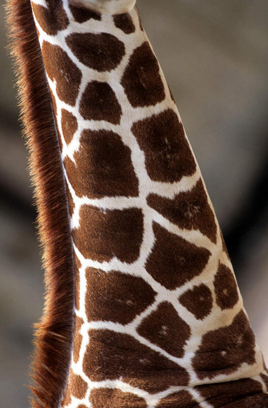 无人,站,竖图,室外,特写,白天,正面,美景,哺乳动物,长颈鹿,野生动物,朦胧,模糊,纹路,纹理,景观,一只,自然,动物,站着,景色,活泼,皮肤,自然风光,肌理,皮囊,站立,半身,彩图