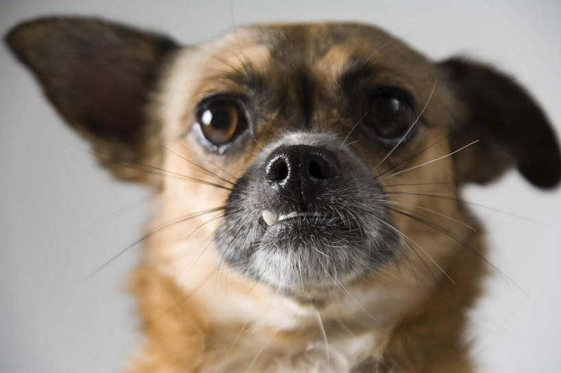 头,眼睛,耳朵,胡须,无人,坐,横图,室内,特写,白天,白色背景,正面,宠物,狗,瞳孔,朦胧,模糊,吉娃娃,注视,一只,动物,看,可爱,眼部,摄影,影棚,关注,忠诚,芝娃娃,奇娃娃,吉娃娃犬,齐花花,髯毛,头部,耳,耳部,眼,犬,坐着,半身,彩图,影棚拍摄,拍摄