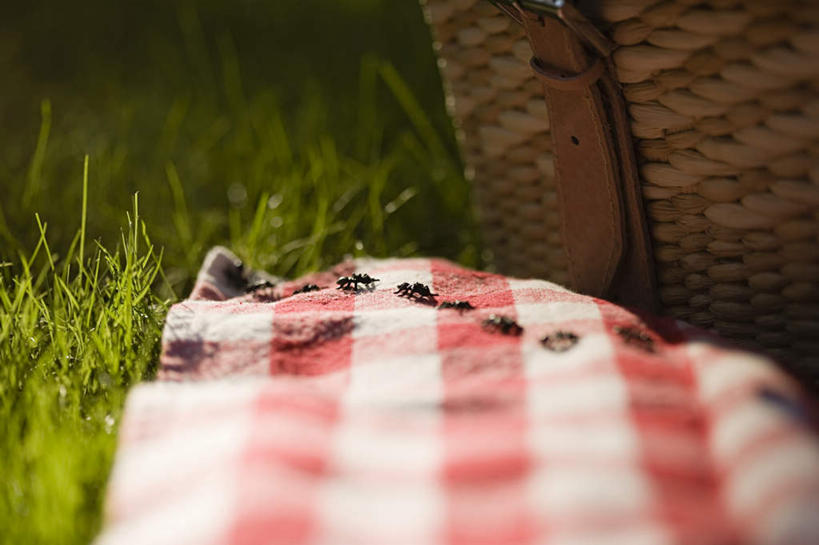 无人,交叉,横图,俯视,室外,特写,白天,游戏,草地,草坪,植物,竹子,野生动物,玩具,一排,竹制,朦胧,模糊,整齐,编织,昆虫,蚂蚁,篮子,坐垫,玩,娱乐,草,排列,绿色,动物,竹篮,休闲,可爱,益智,活泼,活动,竹条,交织,竹制品,队列,发泄,消遣,智力,蚁,玄驹,益虫,宣泄,野餐垫,野餐地毯,多功能毯,食物篮,穿插,玩耍,嬉戏,彩图,高角度拍摄,全身,野餐篮