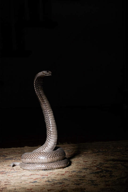 无人,竖图,室内,夜晚,正面,游戏,地毯,野生动物,玩具,一条,阴影,装饰,编织,光线,爬行动物,蛇,影子,手工艺品,灯光,织物,玩,娱乐,动物,工艺品,休闲,益智,活动,华丽,修饰,点缀,有毒,发泄,消遣,智力,冷血动物,凶猛,脊椎动物,长虫,眼镜蛇,宣泄,衬托,美观,雅致,雅观,残暴,凶残,玩耍,嬉戏,彩图,全身,冷血