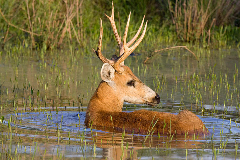 无人,站,横图,室外,白天,美景,芦苇,哺乳动物,鹿,野生动物,叶子,巴西,池塘,景观,水池,粽叶,绿叶,扭头,注视,一只,背面,自然,动物,观察,看,站着,转头,嫩叶,景色,南美,可爱,活泼,观看,察看,南美洲,拉丁美洲,关注,自然风光,美洲,巴西联邦共和国,箬叶,芦苇叶,亚美利加洲,南亚美利加洲,南美泽鹿,沼泽鹿,叶,叶片,站立,彩图,全身