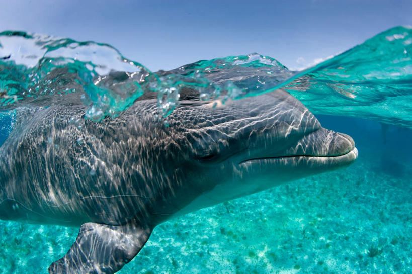 游泳,无人,横图,室外,白天,侧面,海底,水下,海浪,海洋,美景,哺乳动物,海豚,洪都拉斯,一条,阴影,光线,影子,景观,浪花,水底,注视,蓝色,蓝天,天空,阳光,自然,海水,动物,天,观察,看,景色,可爱,海底世界,活泼,晴朗,观看,察看,北美,北美洲,关注,自然风光,美洲,海景,万里无云,北亚美利加洲,亚美利加洲,泅水,胆鼻海豚,尖嘴海豚,宽吻海豚,瓶鼻海豚,洪都拉斯共和国,拍浮,大海,风浪,海,海床,海水的波动,近岸浪,涌浪,晴空,晴空万里,半身,彩图