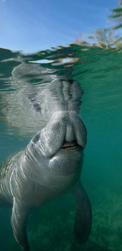 游泳,无人,竖图,室外,白天,仰视,海底,水下,海浪,海洋,美景,哺乳动物,海牛,美国,一头,阴影,光线,影子,景观,浪花,水底,注视,海洋生物,蓝色,蓝天,天空,阳光,自然,海水,天,观察,看,景色,海底世界,晴朗,观看,察看,北美,北美洲,关注,自然风光,水生动物,美洲,水生物,海景,海底动物,佛罗里达,佛罗里达州,佛州,阳光州,万里无云,北亚美利加洲,亚美利加洲,泅水,北美海牛,加勒比海牛,美洲海牛,西印度海牛,拍浮,大海,风浪,海,海床,海水的波动,近岸浪,涌浪,晴空,晴空万里,半身,彩图,低角度拍摄