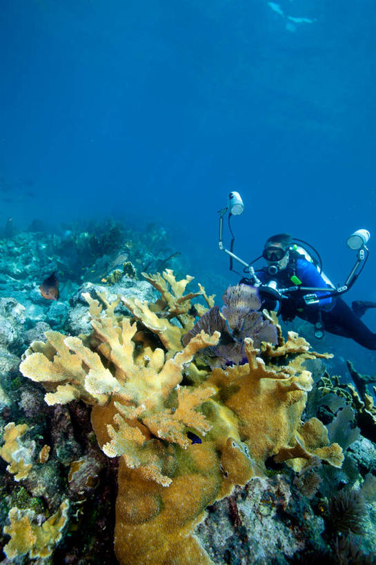 游泳,西方人,一个人,摄影师,竖图,室外,白天,侧面,锻炼,运动,海底,水下,海浪,海洋,美景,欧洲,美国,欧洲人,仅一个男性,仅一个人,仅一个中年男性,握,阴影,服装,光线,潜水镜,珊瑚,影子,泳镜,景观,浪花,水底,摄像机,注视,珊瑚礁,海洋生物,无脊椎动物,一个,衣服,阳光,自然,海水,观察,看,蛙鞋,景色,摄像,握着,海底世界,潜水服,潜水,摄影,服饰,单个,摄影机,观看,脚蹼,呼吸管,腔肠动物,察看,北美,北美洲,衣着,穿着,关注,自然风光,录像,美洲,潜水装备,海景,佛罗里达,佛罗里达州,海底礁,佛州,阳光州,面镜,浮潜,北亚美利加洲,亚美利加洲,潜水运动,衣饰,珊瑚虫,佛罗里达半岛,体育,男人,男性,中年男性,白种人,大海,风浪,海,海床,海水的波动,礁,近岸浪,岩石,涌浪,半身,彩图,健身,湿式潜水服,水下摄影机,佛罗里达群岛