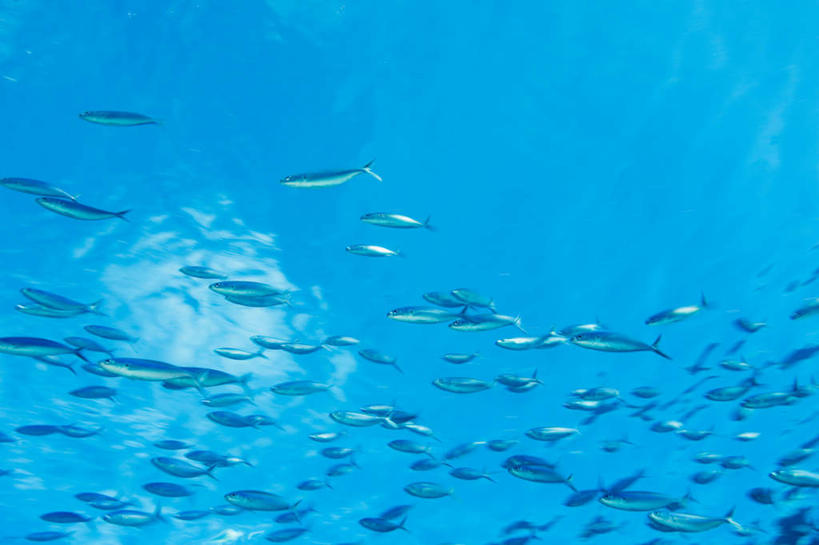 游泳,无人,横图,室外,白天,仰视,旅游,度假,海底,水下,海浪,海洋,美景,马来西亚,亚洲,一群,许多,鱼,景观,浪花,水底,很多,注视,娱乐,鱼类,海洋生物,自然,海水,观察,看,享受,休闲,景色,放松,海底世界,东南亚,观看,察看,关注,自然风光,水生动物,水生物,海景,海底动物,婆罗洲,泅水,加里曼丹岛,婆罗洲岛,拍浮,马来西亚联邦,沙巴州,沙巴,大海,风浪,海,海床,海水的波动,近岸浪,涌浪,半身,彩图,低角度拍摄