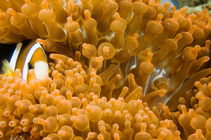 游泳,无人,横图,室外,白天,正面,旅游,度假,海底,水下,海浪,海洋,美景,马来西亚,亚洲,一条,鱼,景观,浪花,水底,注视,娱乐,小丑鱼,鱼类,海洋生物,无脊椎动物,自然,海水,观察,看,享受,休闲,景色,放松,海底世界,东南亚,观看,腔肠动物,察看,关注,自然风光,海葵鱼,海景,婆罗洲,泅水,三带双锯鱼,双锯鱼,加里曼丹岛,婆罗洲岛,珊瑚虫,拍浮,马来西亚联邦,沙巴州,沙巴,大海,风浪,海,海床,海水的波动,近岸浪,涌浪,彩图,全身