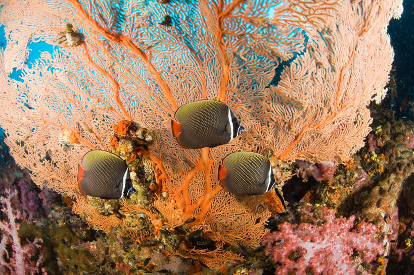 游泳,无人,横图,室外,白天,侧面,旅游,度假,海底,水下,海浪,海洋,美景,热带鱼,泰国,亚洲,三只,阴影,光线,鱼,影子,景观,浪花,水底,注视,娱乐,鱼类,普吉岛,海洋生物,阳光,自然,海水,观察,看,享受,休闲,景色,放松,海底世界,东南亚,观看,察看,关注,自然风光,水生动物,水生物,蝴蝶鱼,海景,海底动物,泰王国,泅水,普吉,拍浮,大海,风浪,海,海床,海水的波动,近岸浪,涌浪,彩图,全身,斯米兰群岛