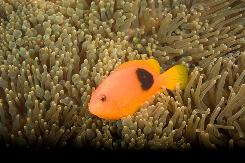 游泳,无人,横图,室外,白天,侧面,旅游,度假,海底,水下,海浪,海洋,美景,泰国,亚洲,一条,阴影,光线,鱼,影子,景观,浪花,水底,注视,娱乐,小丑鱼,鱼类,普吉岛,海洋生物,无脊椎动物,阳光,自然,海水,观察,看,享受,休闲,景色,放松,海底世界,东南亚,观看,腔肠动物,察看,关注,自然风光,海葵鱼,海景,泰王国,泅水,三带双锯鱼,双锯鱼,普吉,珊瑚虫,拍浮,大海,风浪,海,海床,海水的波动,近岸浪,涌浪,彩图,全身,斯米兰群岛