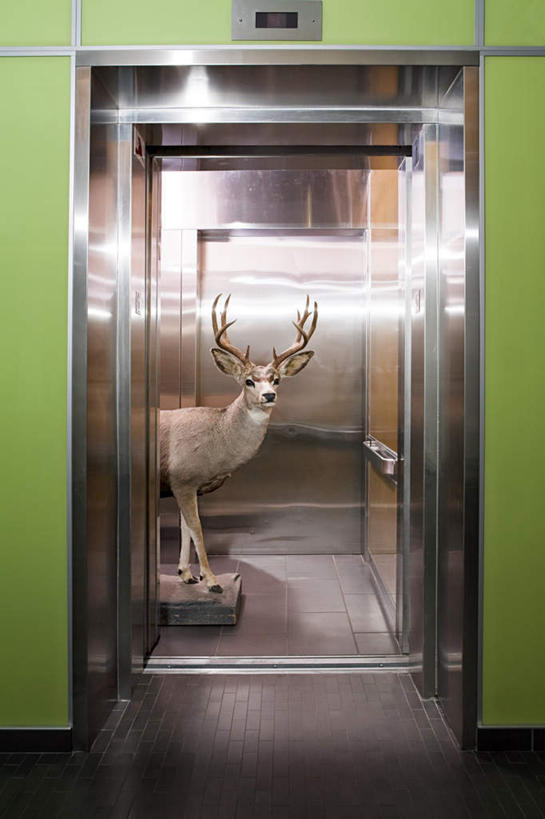 无人,办公室,站,竖图,室内,白天,正面,电梯,哺乳动物,鹿,野生动物,一头,阴影,反射,标本,影子,墙,运输工具,注视,墙壁,墙面,绿色,动物,观察,看,站着,可爱,升降梯,活泼,观看,察看,关注,站立,半身,彩图,升降设备