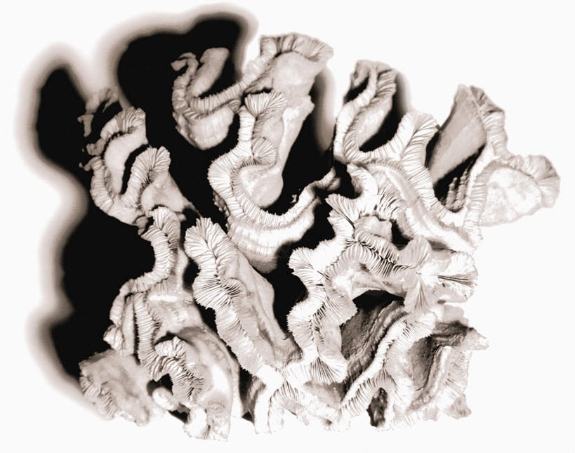 无人,横图,俯视,室内,特写,白天,白色背景,静物,阴影,反射,影子,海洋生物,无脊椎动物,一个,摄影,影棚,单个,腔肠动物,珊瑚虫,彩图,高角度拍摄,影棚拍摄,拍摄