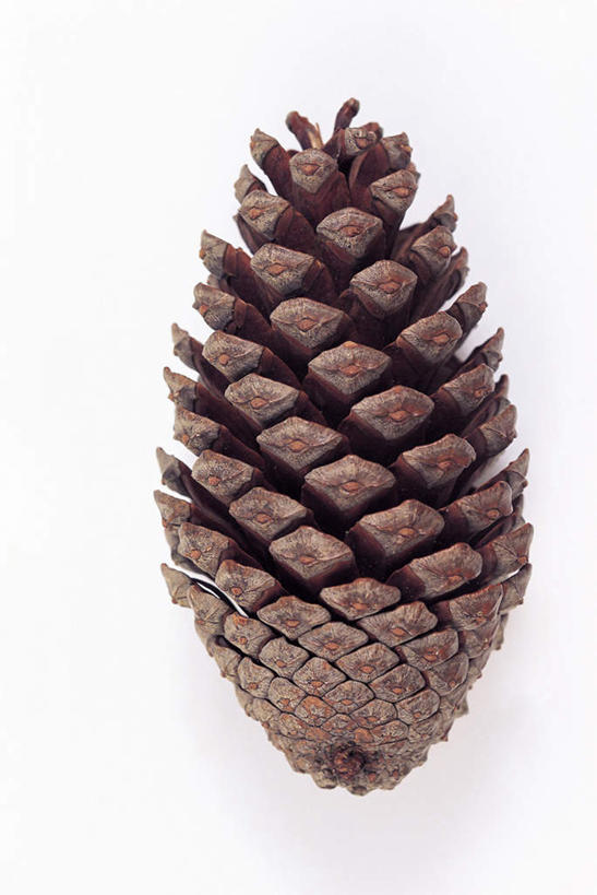 无人,竖图,俯视,室内,特写,白天,白色背景,坚果,褐色,果实,松果,一个,干果,摄影,影棚,单个,松塔,彩图,高角度拍摄,影棚拍摄,拍摄