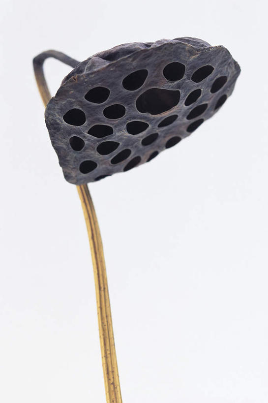 无人,竖图,室内,特写,白天,白色背景,正面,植物,阴影,反射,影子,一个,绿色,黑色,自然,摄影,莲蓬,影棚,生长,单个,成长,彩图,影棚拍摄,拍摄