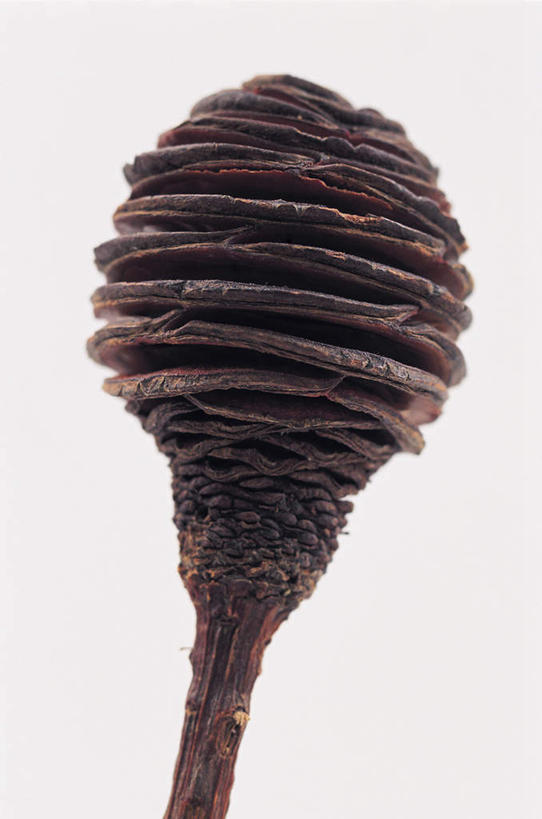 无人,竖图,室内,特写,白天,白色背景,正面,植物,阴影,反射,影子,一个,绿色,黑色,自然,摄影,莲蓬,影棚,生长,单个,成长,彩图,影棚拍摄,拍摄