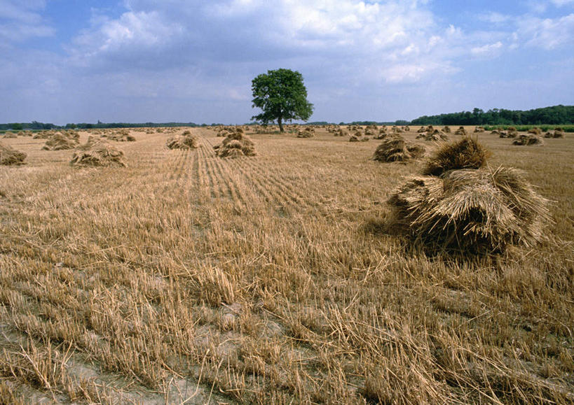 无人,农田,横图,室外,白天,正面,旅游,度假,庄稼,草地,草坪,美景,植物,法国,欧洲,许多,景观,田野,云,云朵,云彩,娱乐,草,树,树木,蓝色,绿色,白云,蓝天,天空,自然,草垛,天,享受,休闲,景色,放松,生长,晴朗,成长,自然风光,法兰西共和国,卢瓦尔河地区,法兰西第五共和国,卢瓦尔,卢瓦尔大区,卢瓦尔河大区,晴空,彩图,耕地