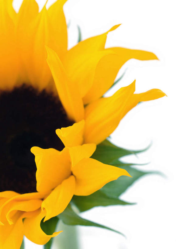 无人,竖图,俯视,室内,特写,白天,白色背景,向日葵,叶子,盛开,绿叶,花蕾,花,花瓣,花朵,鲜花,一朵,黄色,花苞,花茎,花蕊,太阳花,嫩叶,摄影,影棚,花梗,叶,叶片,彩图,高角度拍摄,影棚拍摄,拍摄