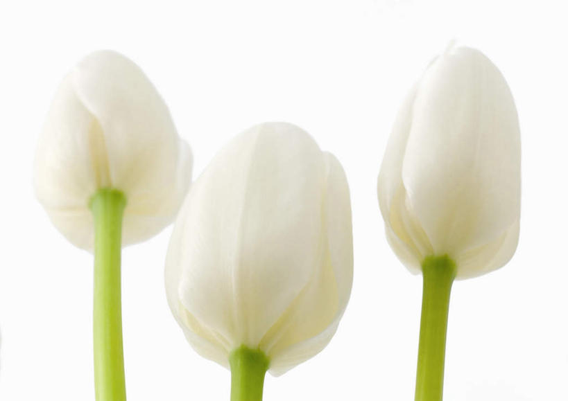 无人,横图,室内,特写,白天,白色背景,仰视,爱情,美景,郁金香,静物,三朵,朦胧,模糊,盛开,景观,祝福,花蕾,花,花瓣,花朵,鲜花,白色,自然,花苞,花蕊,景色,摄影,影棚,表白,自然风光,荣誉,永恒,郁香,洋荷花,草麝香,彩图,低角度拍摄,影棚拍摄,拍摄