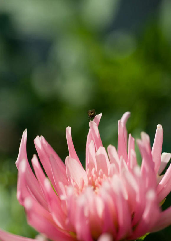 无人,竖图,室外,特写,白天,正面,旅游,度假,美景,朦胧,模糊,盛开,昆虫,景观,大丽花,娱乐,花,花瓣,花朵,鲜花,一朵,一只,自然,花蕊,享受,休闲,菊花,景色,放松,大理花,自然风光,大丽菊,富丽,大方,彩图