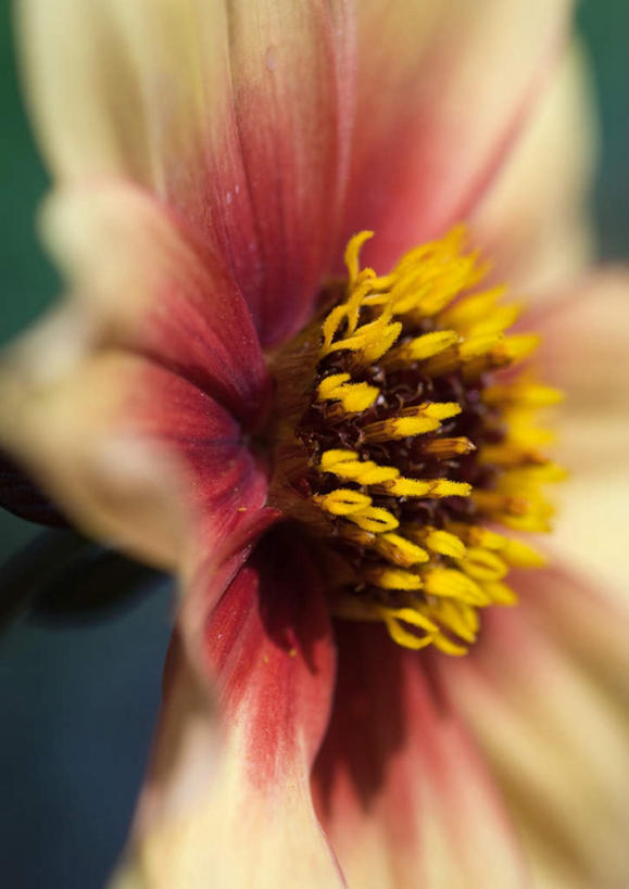 无人,竖图,室外,特写,白天,正面,旅游,度假,美景,朦胧,模糊,景观,大丽花,花蕾,娱乐,花瓣,花朵,鲜花,一朵,粉色,自然,花苞,享受,休闲,菊花,景色,放松,大理花,自然风光,大丽菊,富丽,大方,彩图