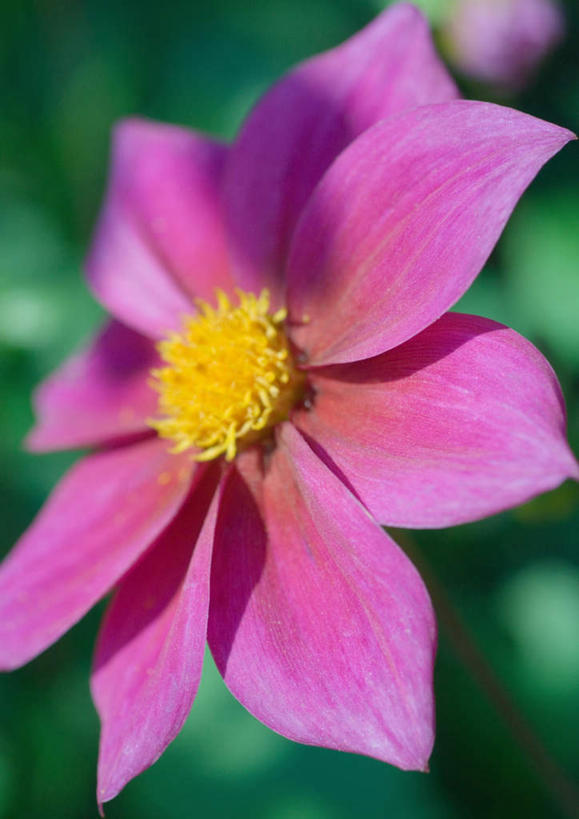 无人,竖图,室外,特写,白天,正面,旅游,度假,美景,朦胧,模糊,景观,大丽花,花蕾,娱乐,花瓣,花朵,鲜花,一朵,紫色,自然,花苞,享受,休闲,菊花,景色,放松,大理花,自然风光,大丽菊,富丽,大方,彩图