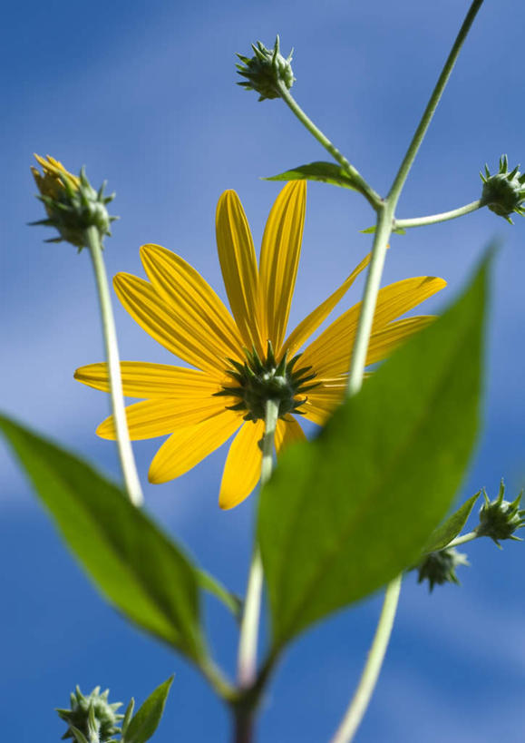 无人,竖图,室外,特写,白天,仰视,旅游,度假,美景,叶子,朦胧,模糊,景观,绿叶,花蕾,娱乐,花瓣,花朵,鲜花,一朵,黄色,蓝色,蓝天,天空,自然,天,花苞,享受,休闲,嫩叶,菊花,景色,放松,自然风光,金光菊,臭菊,叶,叶片,彩图,低角度拍摄