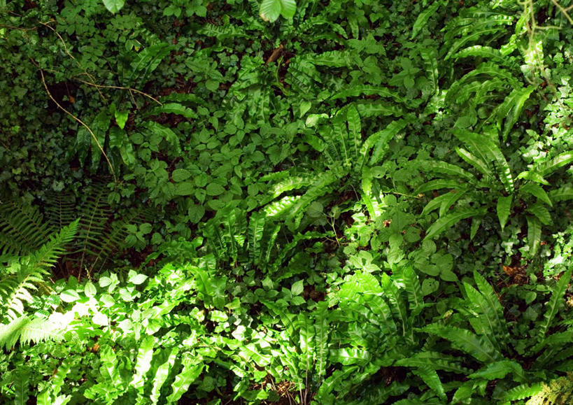无人,横图,室外,白天,正面,旅游,度假,美景,植物,叶子,景观,常春藤,绿叶,蕨菜,娱乐,自然,享受,休闲,嫩叶,景色,放松,野菜,蕨类,自然风光,山珍,叶,叶片,彩图