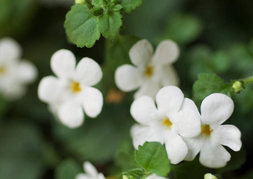 无人,横图,俯视,室外,特写,白天,旅游,度假,美景,四朵,朦胧,模糊,景观,花蕾,娱乐,花瓣,花朵,鲜花,白色,自然,花苞,享受,休闲,景色,放松,自然风光,彩图,高角度拍摄