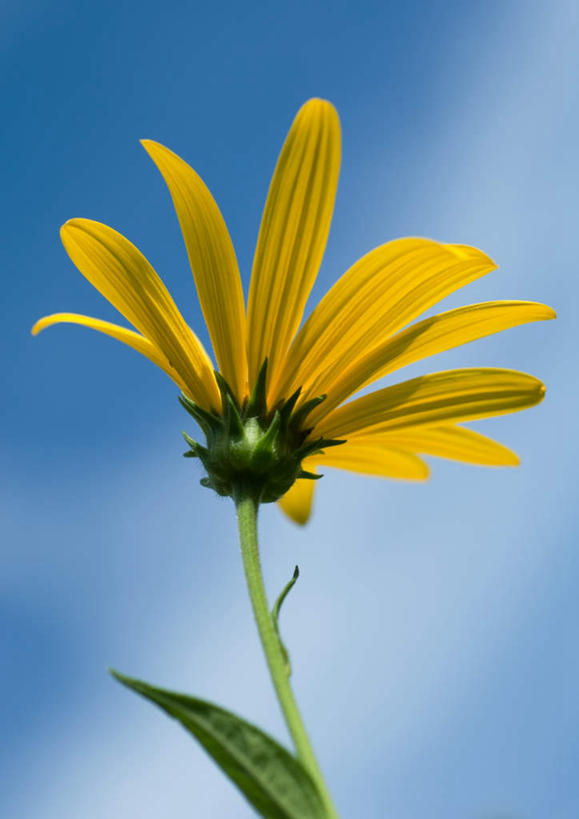 无人,竖图,室外,特写,白天,正面,旅游,度假,美景,朦胧,模糊,盛开,景观,花蕾,娱乐,花,花瓣,花朵,鲜花,一朵,黄色,蓝色,蓝天,天空,自然,天,花苞,花蕊,享受,休闲,菊花,景色,放松,自然风光,金光菊,臭菊,黑眼菊,彩图