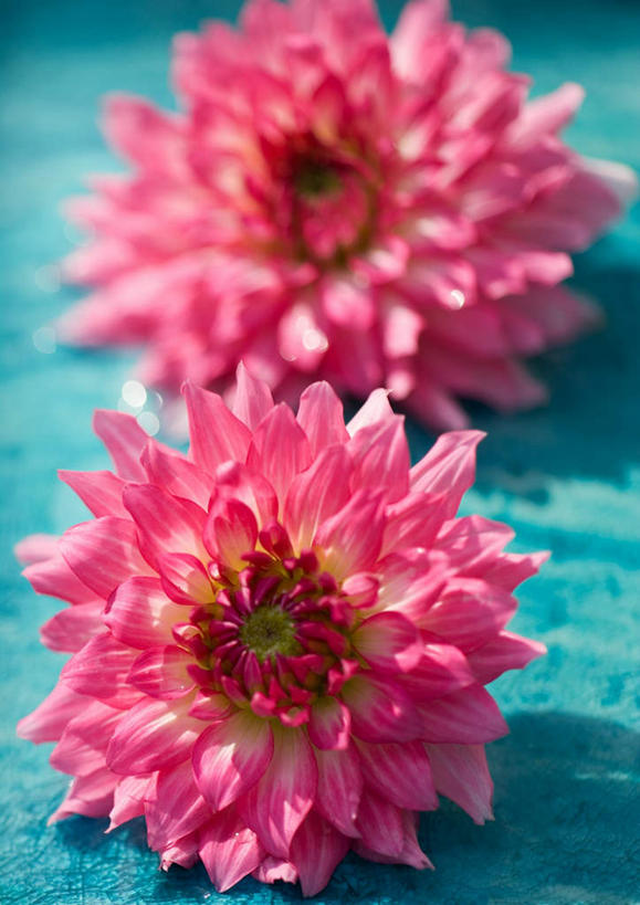 无人,竖图,俯视,室内,特写,白天,植物,桌面,桌子,盛开,大丽花,花蕾,花,花瓣,花朵,花卉,鲜花,两朵,粉色,花苞,花蕊,菊花,摄影,影棚,大理花,大丽菊,富丽,大方,彩图,高角度拍摄,影棚拍摄,拍摄