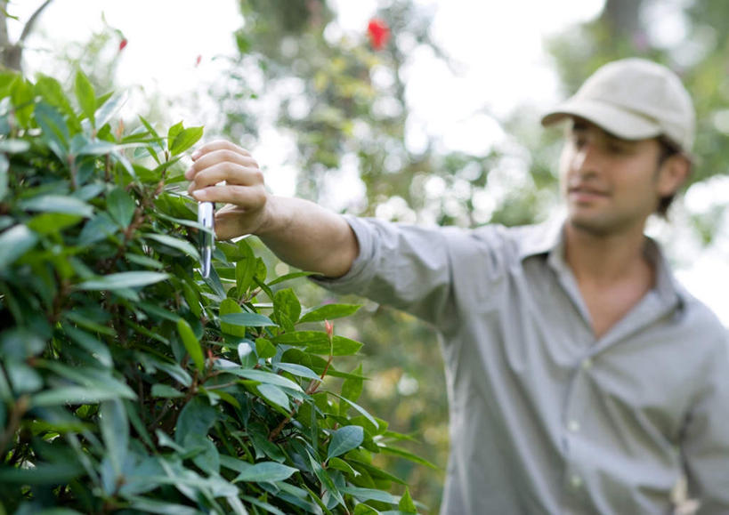 西方人,一个人,站,横图,室外,白天,正面,帽子,叶子,欧洲,欧洲人,仅一个男性,仅一个人,戴,修剪,朦胧,模糊,剪刀,云,云朵,绿叶,拿,云彩,拿着,运动帽,仅一个年轻男性,白云,天空,天,站着,嫩叶,鸭舌帽,剪,戴着,男人,男性,年轻男性,白种人,叶,叶片,站立,半身,彩图