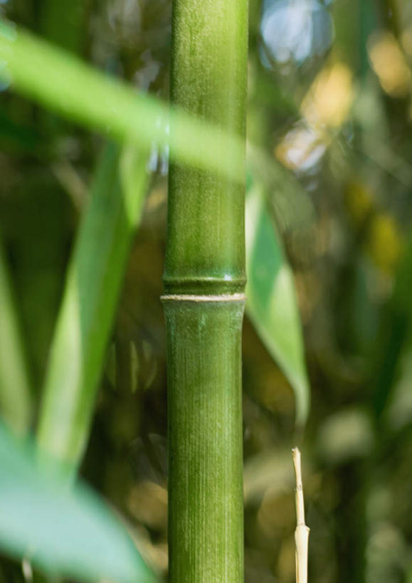 无人,竖图,室外,特写,白天,正面,美景,森林,树林,植物,竹子,叶子,一根,阴影,朦胧,模糊,光线,影子,景观,竹林,绿叶,竹竿,树,树木,绿色,阳光,自然,嫩叶,景色,生长,成长,自然风光,叶,叶片,彩图