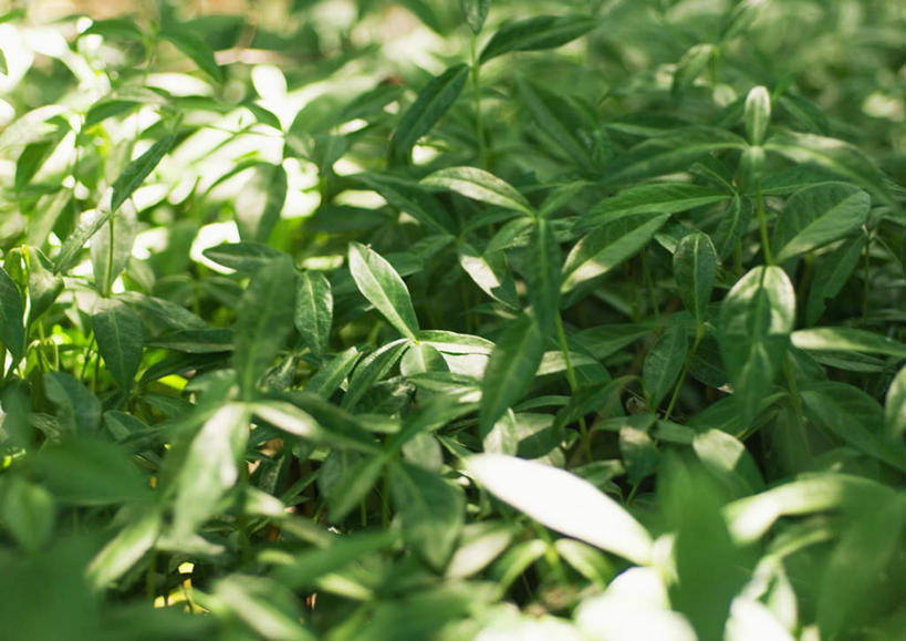 无人,横图,俯视,室外,特写,白天,美景,植物,叶子,许多,阴影,光线,影子,景观,绿叶,阳光,自然,嫩叶,景色,自然风光,叶,叶片,长春花,彩图,高角度拍摄