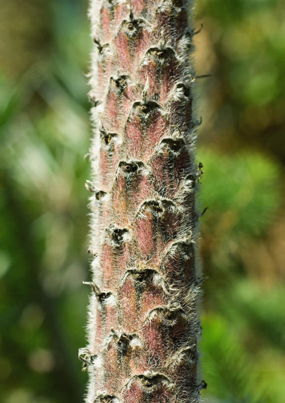 无人,竖图,室外,特写,白天,正面,美景,树林,植物,景观,树,树木,一个,绿色,自然,刺,景色,生长,单个,成长,自然风光,彩图