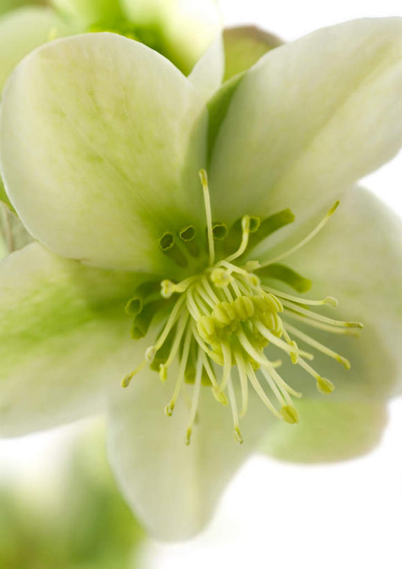 无人,竖图,俯视,室内,特写,白天,白色背景,植物,盛开,花,花瓣,花朵,花卉,鲜花,一朵,白色,花蕊,摄影,影棚,藜芦,黑藜芦,山葱,彩图,高角度拍摄,影棚拍摄,拍摄