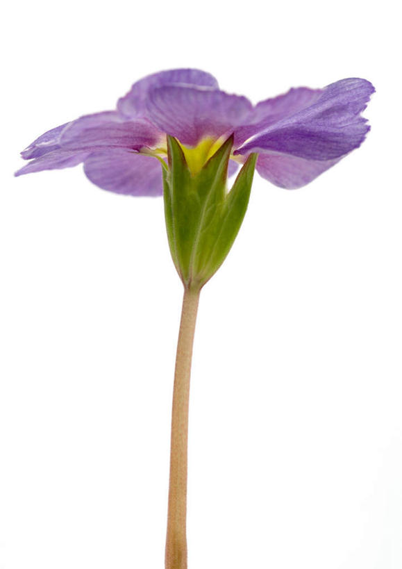 无人,竖图,室内,特写,白天,白色背景,正面,植物,报春花,盛开,花,花瓣,花朵,花卉,鲜花,一朵,蓝色,花蕊,摄影,影棚,樱草,年景花,四季报春,彩图,影棚拍摄,拍摄