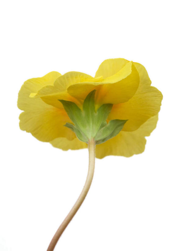 无人,竖图,室内,特写,白天,白色背景,正面,植物,报春花,盛开,花,花瓣,花朵,花卉,鲜花,一朵,黄色,花蕊,摄影,影棚,樱草,年景花,四季报春,彩图,影棚拍摄,拍摄