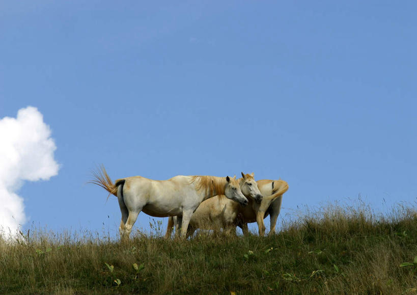 无人,农场,站,横图,室外,白天,正面,草地,草坪,美景,植物,马,野生动物,景观,棕色,草,蓝色,绿色,蓝天,天空,自然,动物,天,站着,景色,活泼,三头,自然风光,凶猛,站立,彩图