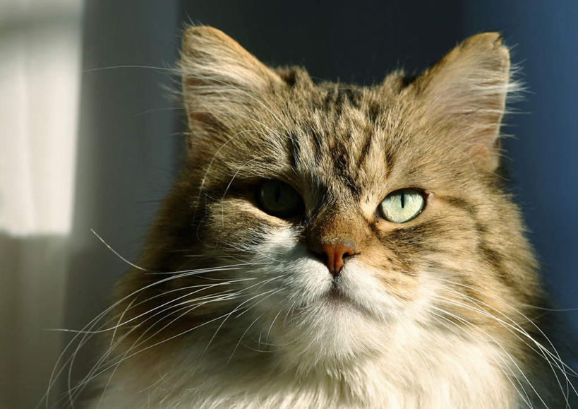 无人,站,横图,室外,白天,正面,宠物,猫,一头,阴影,朦胧,模糊,光线,影子,注视,阳光,动物,看,站着,可爱,关注,猫咪,站立,半身,彩图